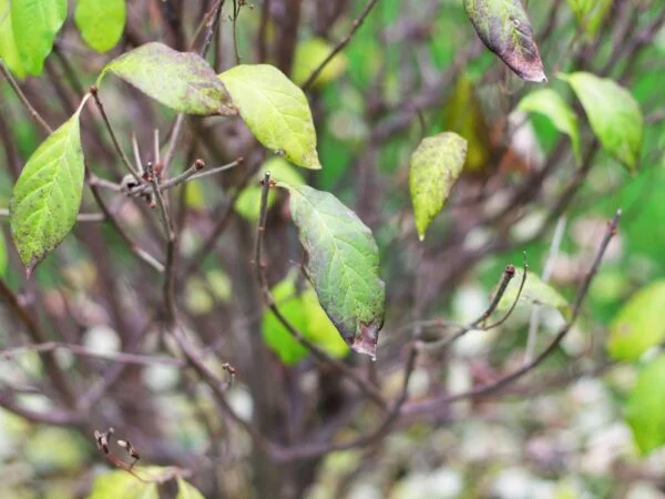 Curled Leaves on Lilac Bush: Leaf Curling Overview