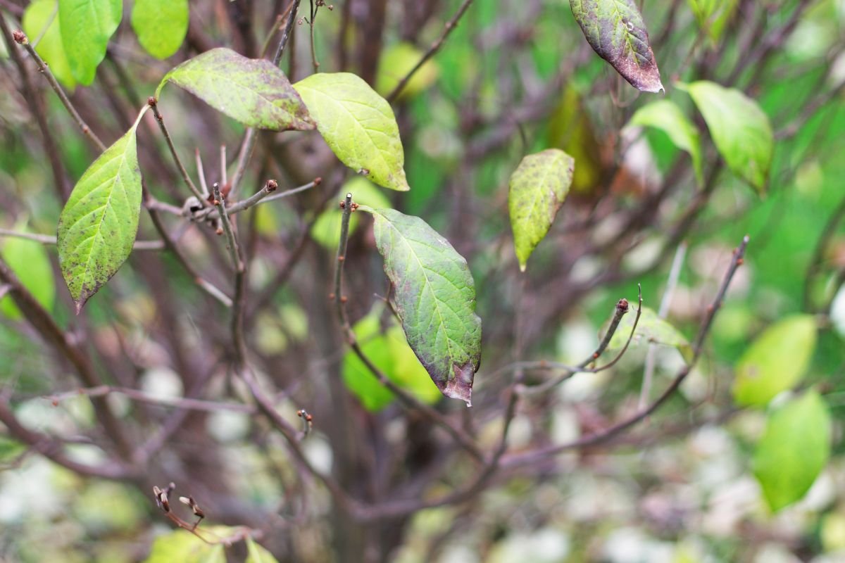 Curled Leaves on Lilac Bush: Leaf Curling Overview