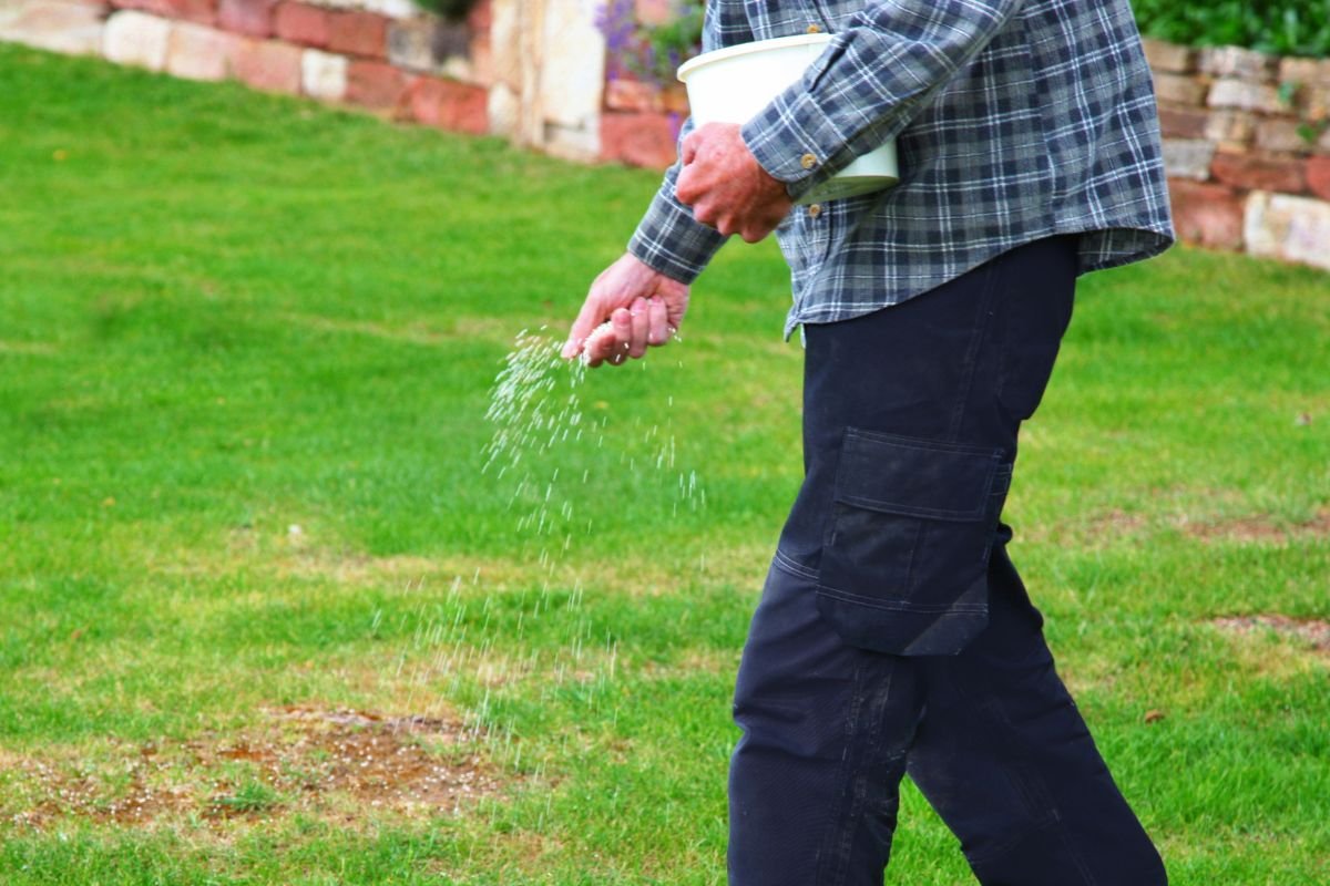 Can You Fertilize Grass Seed: Ultimate Lawn Care Guide