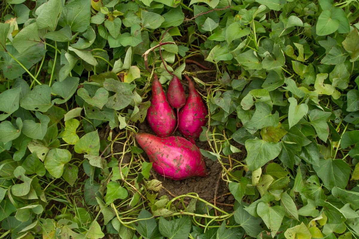 Fertilizer for Sweet Potato: Basics, Types, and Tips