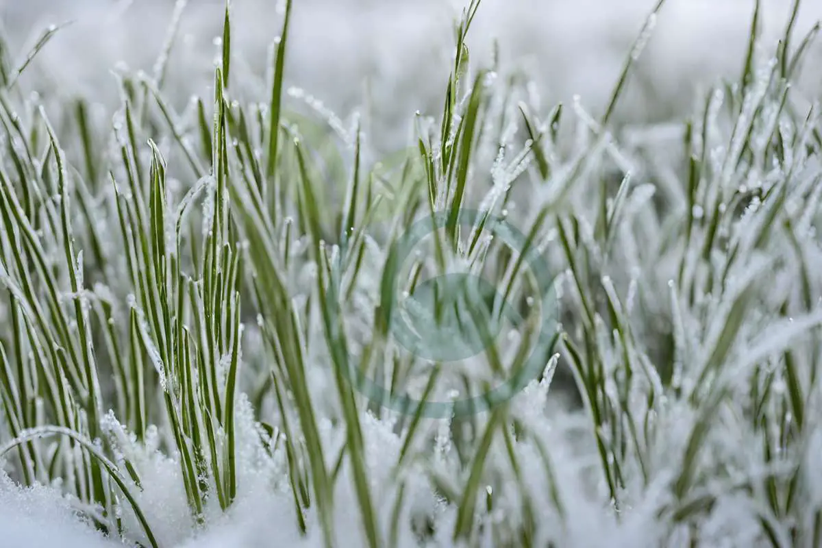 Can You Freeze Grass Seed? Understanding Winter Storage