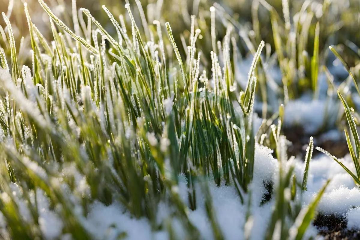 Can You Freeze Grass Seed? Understanding Winter Storage