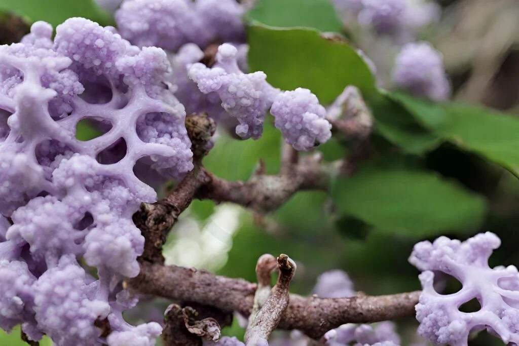 Understanding Lilac Health