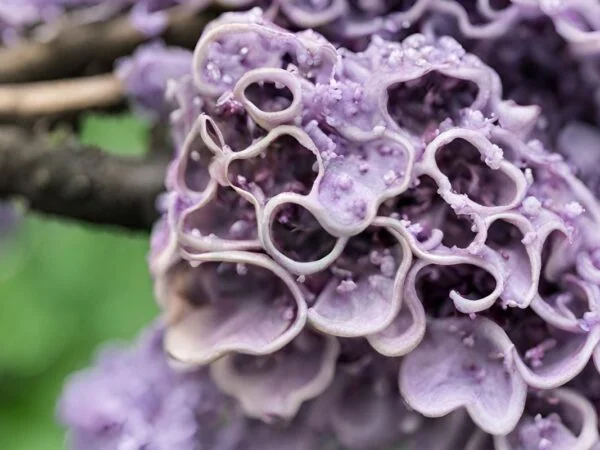 Fungus on Lilac Bush: Identifying Types & Effective Solutions