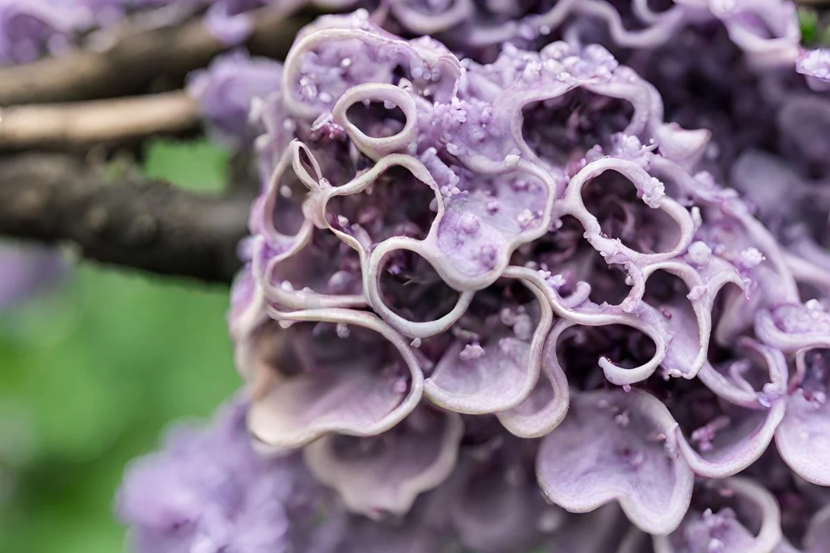 Fungus on Lilac Bush: Identifying Types & Effective Solutions
