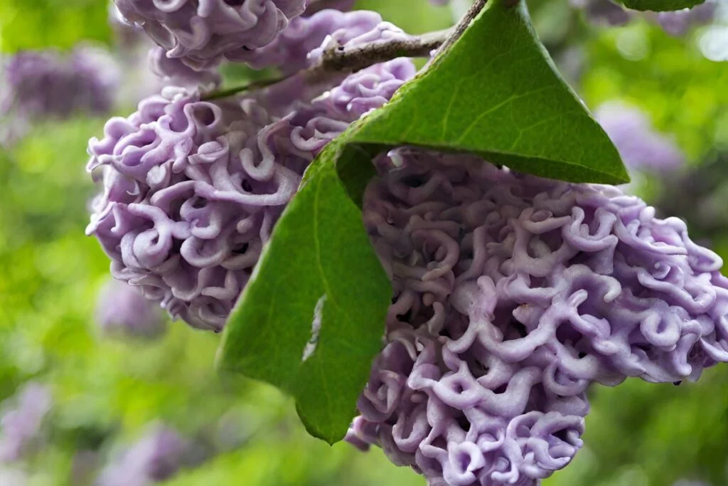Understanding Lilac Health
