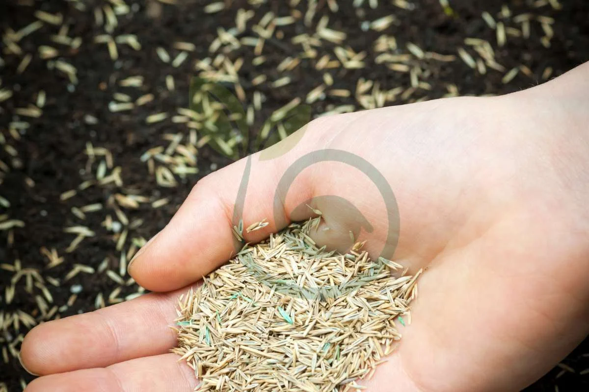 Best Time to Plant Grass Seed in Illinois: Illinois Climate & Lawn Care Guide