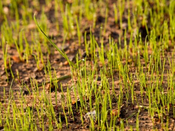 Can Grass Seed Grow on Top of Soil: Essential Steps & Myths