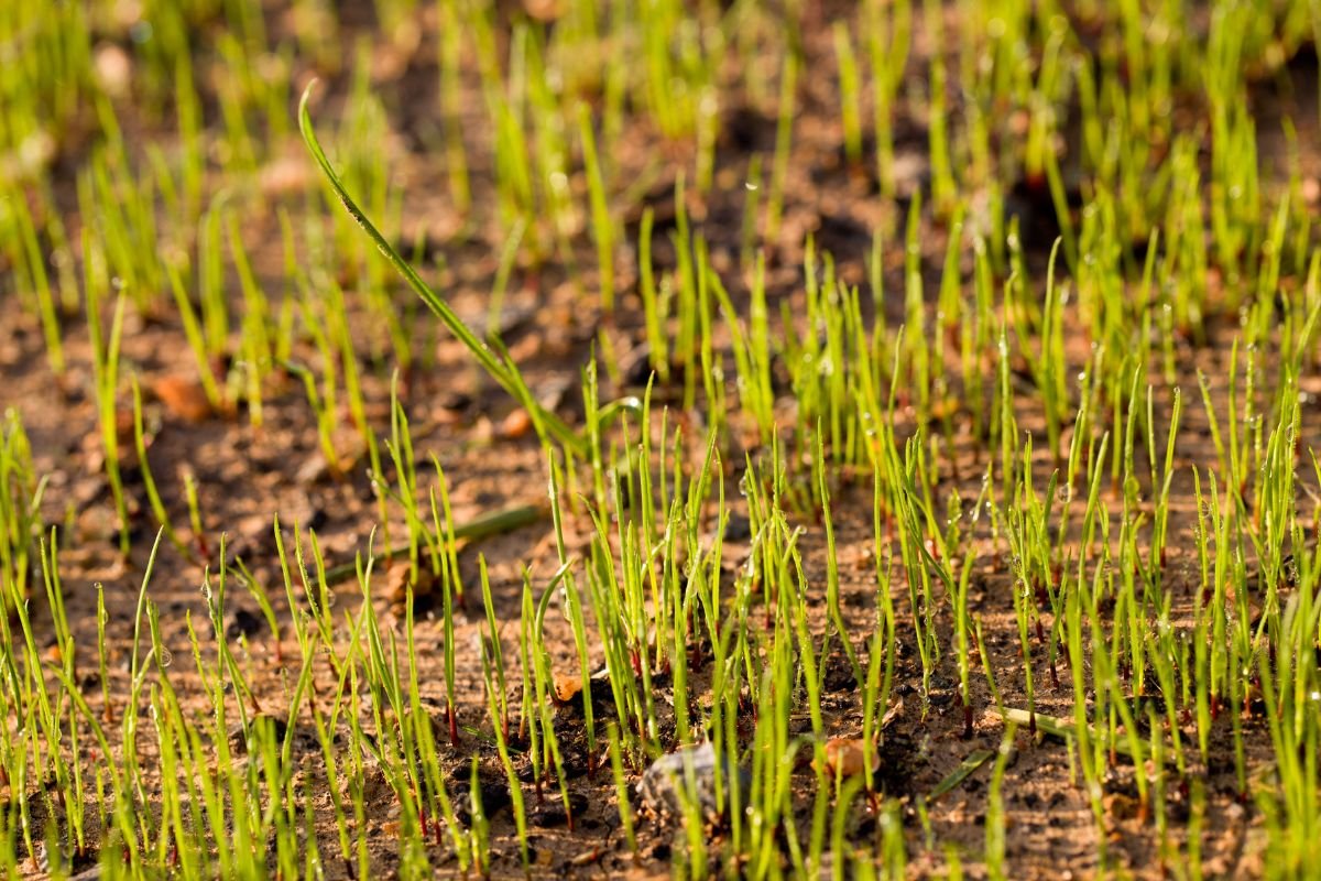 Can Grass Seed Grow on Top of Soil: Essential Steps & Myths
