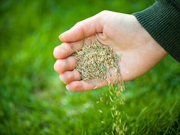 Can I Spread Grass Seed in the Winter: Expert Tips for Success