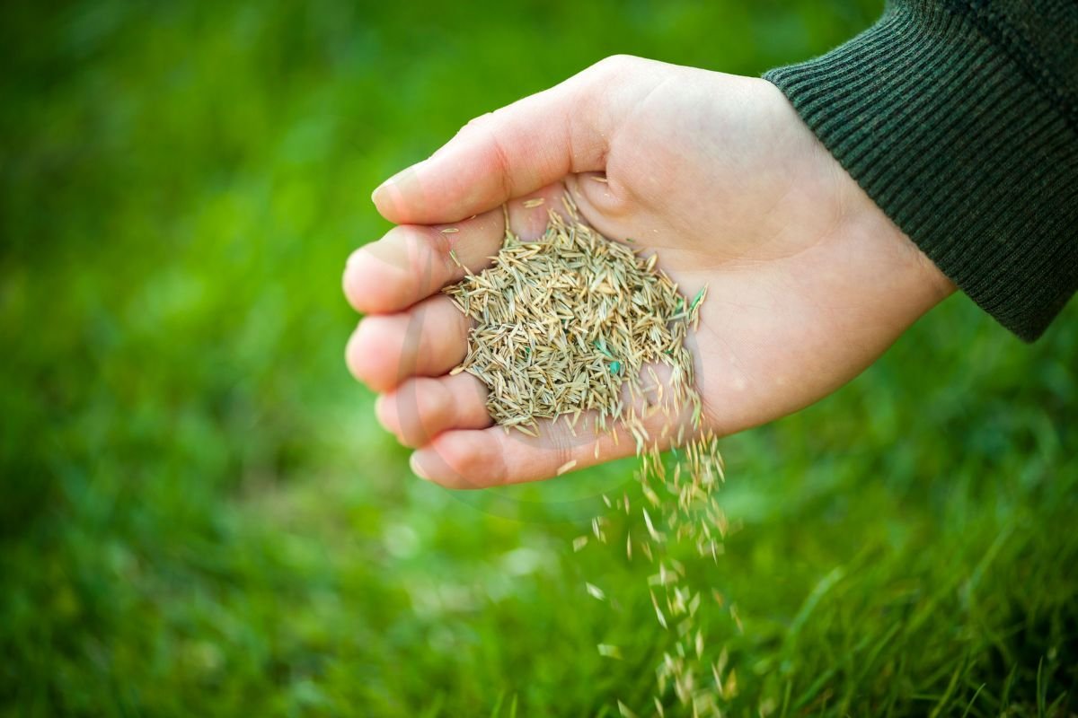 Can I Spread Grass Seed in the Winter: Expert Tips for Success