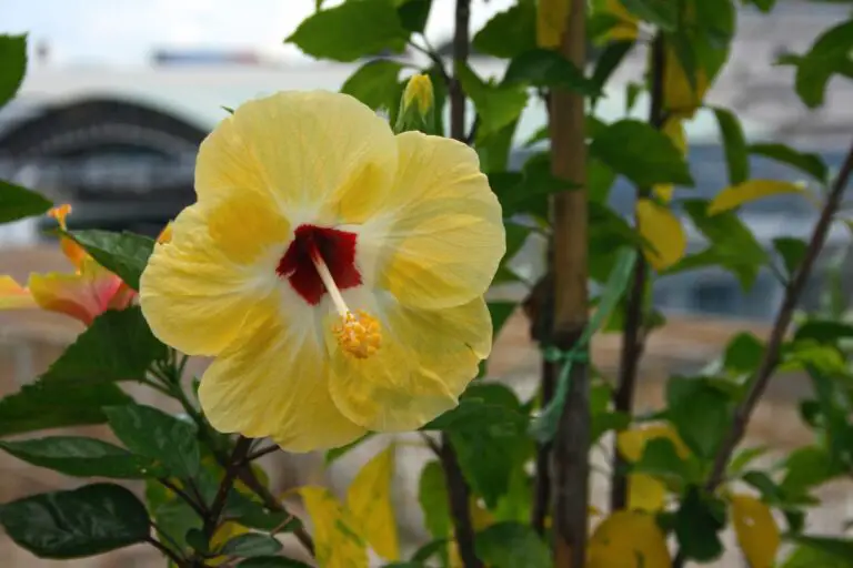 Hibiscus Black Spots Yellow Leaves Causes & Solutions