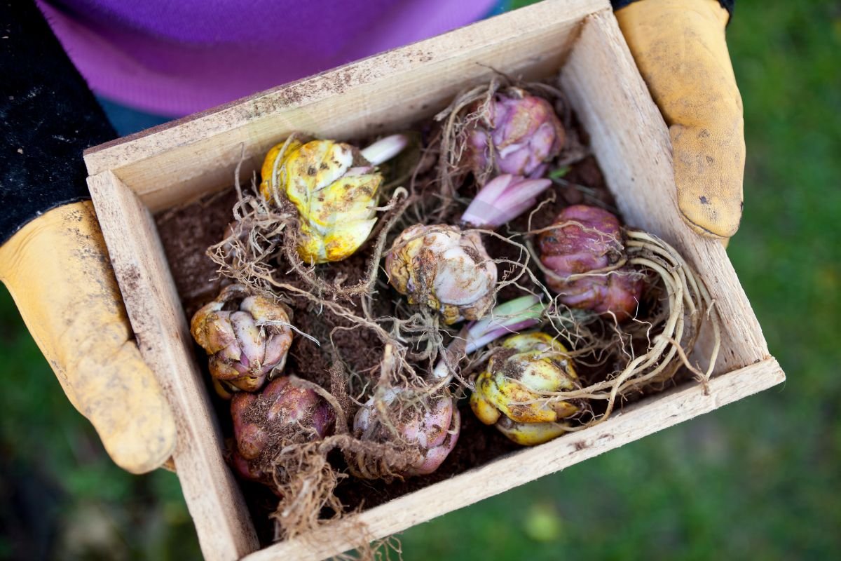 How Do I Store Lily Bulbs: Ultimate Winter Care Guide