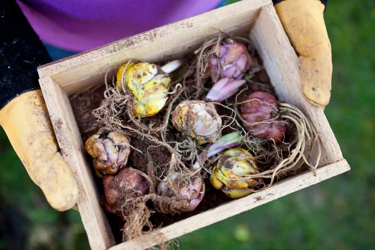 How Do I Store Lily Bulbs: Ultimate Winter Care Guide