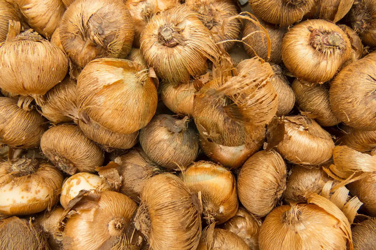 How Do I Store Lily Bulbs Ultimate Winter Care Guide