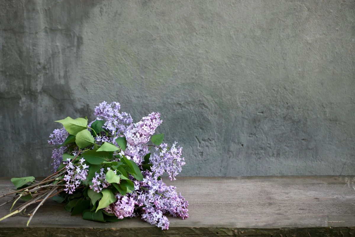 How to Start a Lilac Bush from a Clipping: Complete Guide