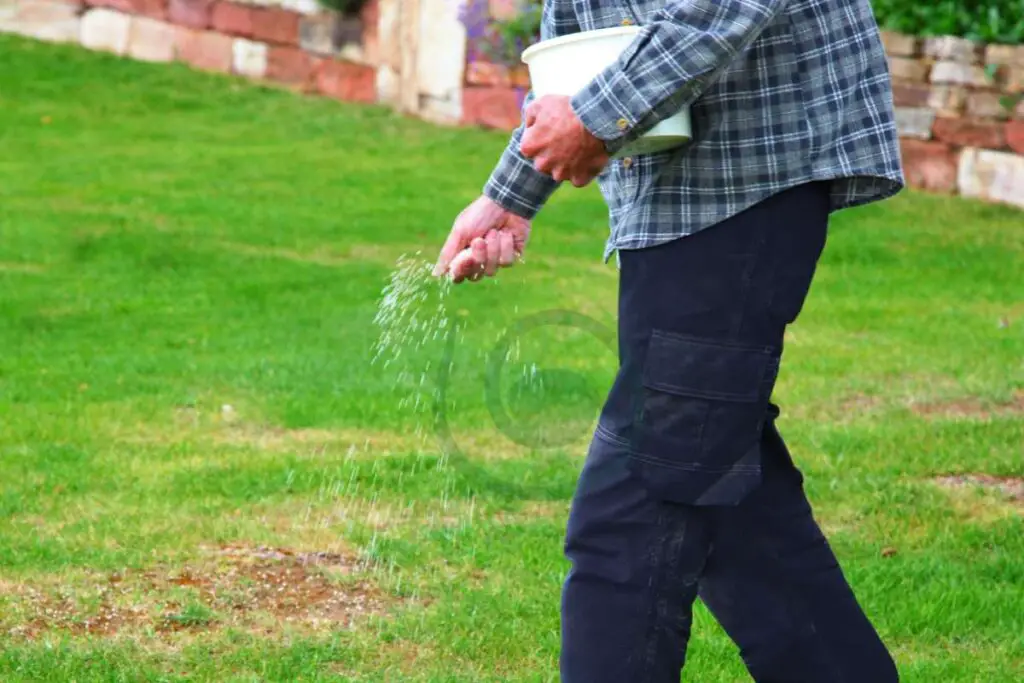 Lawn Care Post-Seeding