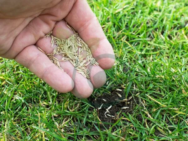 Best Time to Lay Grass Seed in Spring: Complete Guide