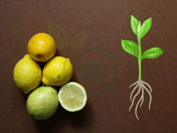 Lemon Tree Roots: Planting, Care & Troubleshooting