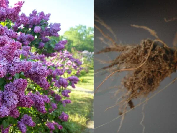 How Deep Are Lilac Bush Roots: Root System Insights