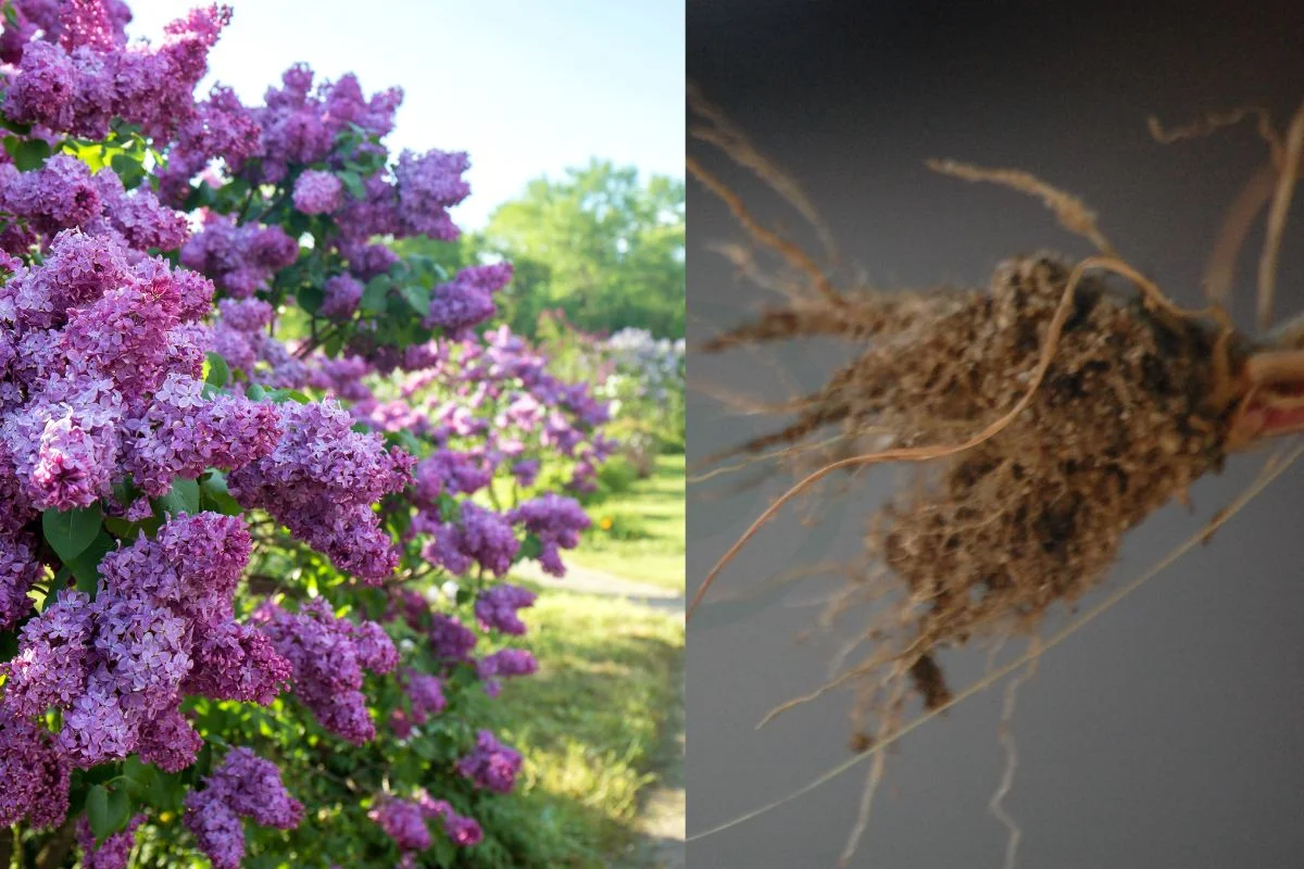 How Deep Are Lilac Bush Roots: Root System Insights