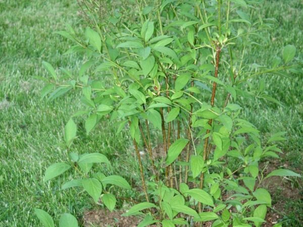 Lilac Bush Without Flowers: Troubleshooting Tips