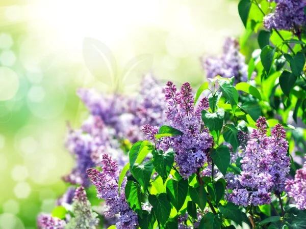 How Do I Get My Lilac Bush to Bloom: Blooming Basics & Tips