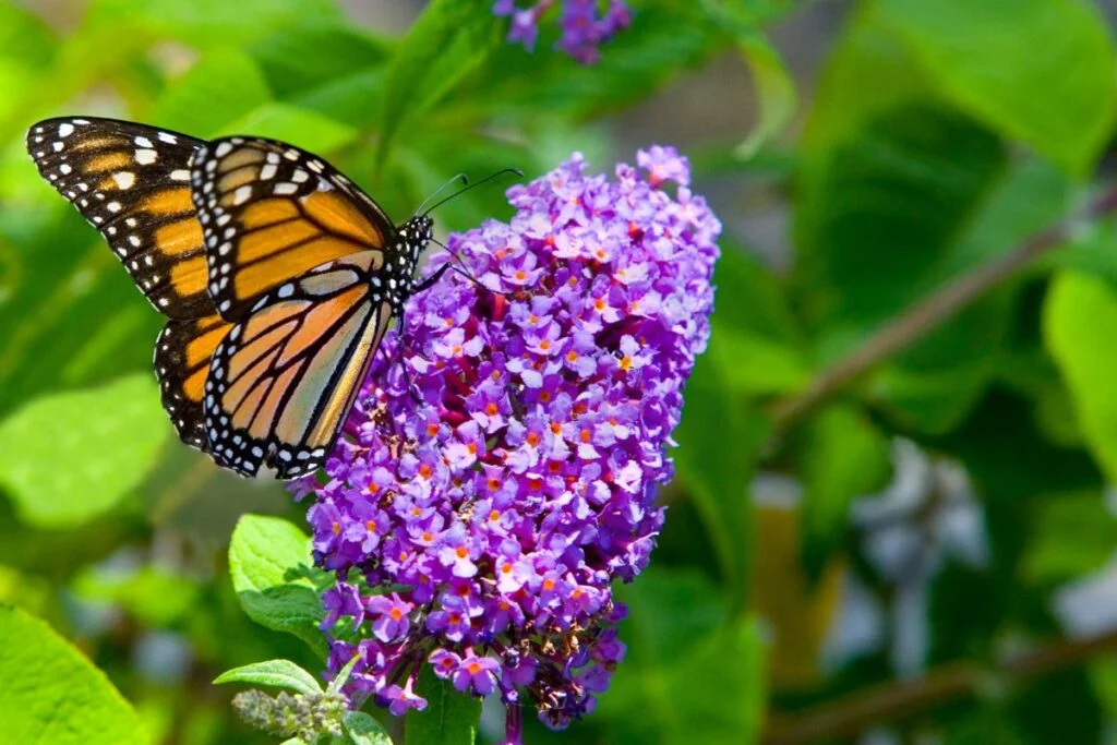 Lilac Bush vs Butterfly Bush