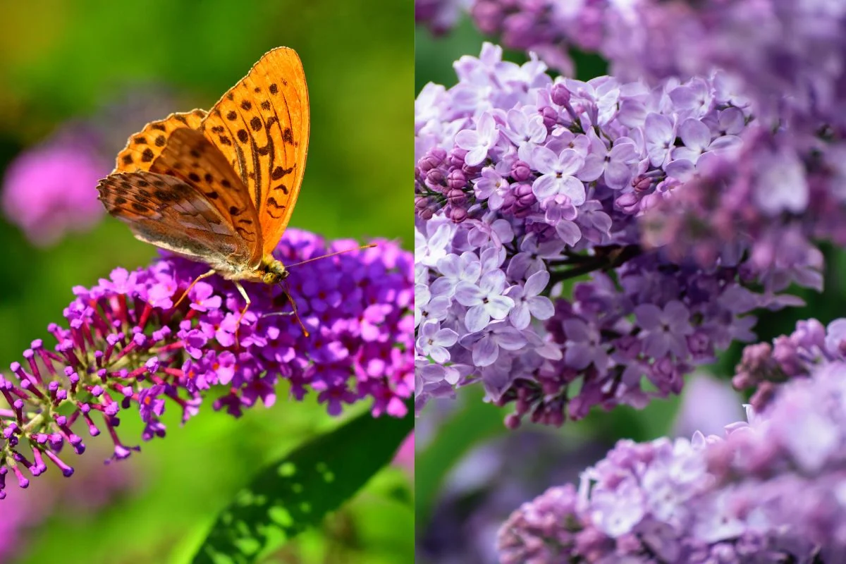 Lilac Bush vs Butterfly Bush: Key Differences & Care Tips