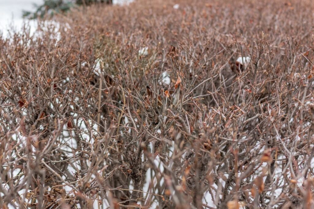 Enhancing Winter Vitality of Lilac Bushes