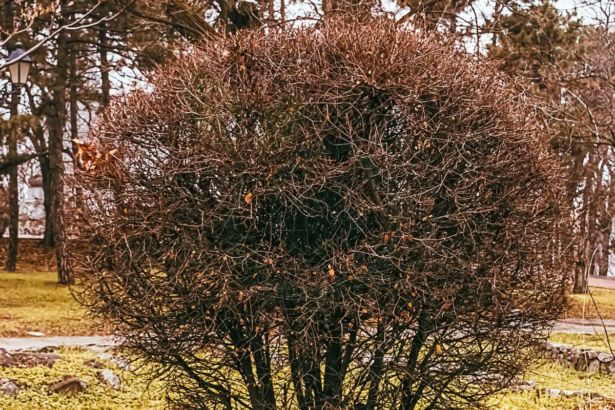 Do Lilac Bushes Lose Their Leaves In Winter Care Guide