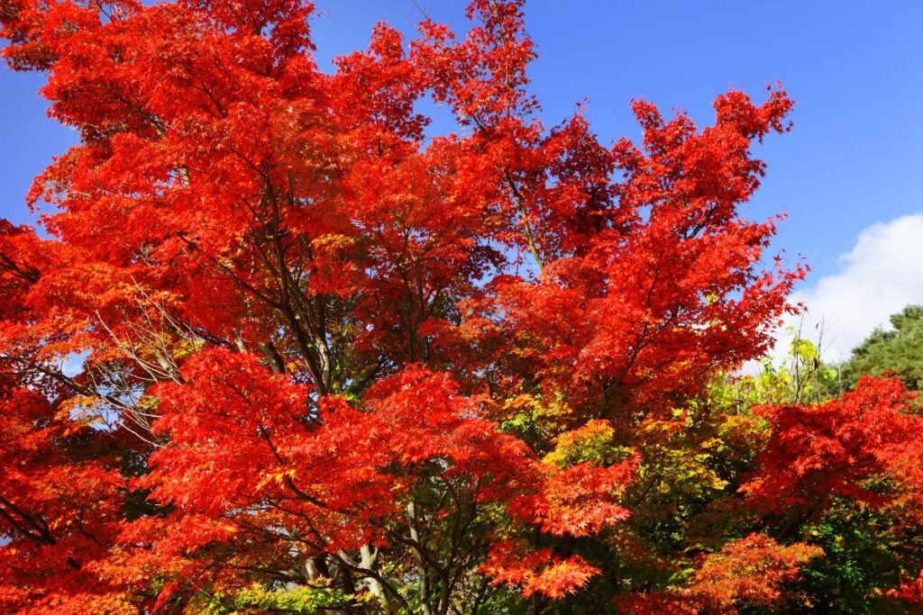 Maple Trees Fall Color