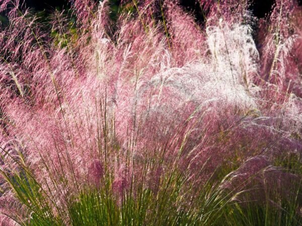 Can You Grow Ornamental Grass from Seed: Planting Tips