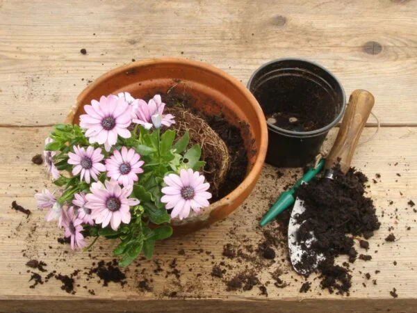 Osteospermum Plant Care: Tips for Growing Beautiful African Daisies