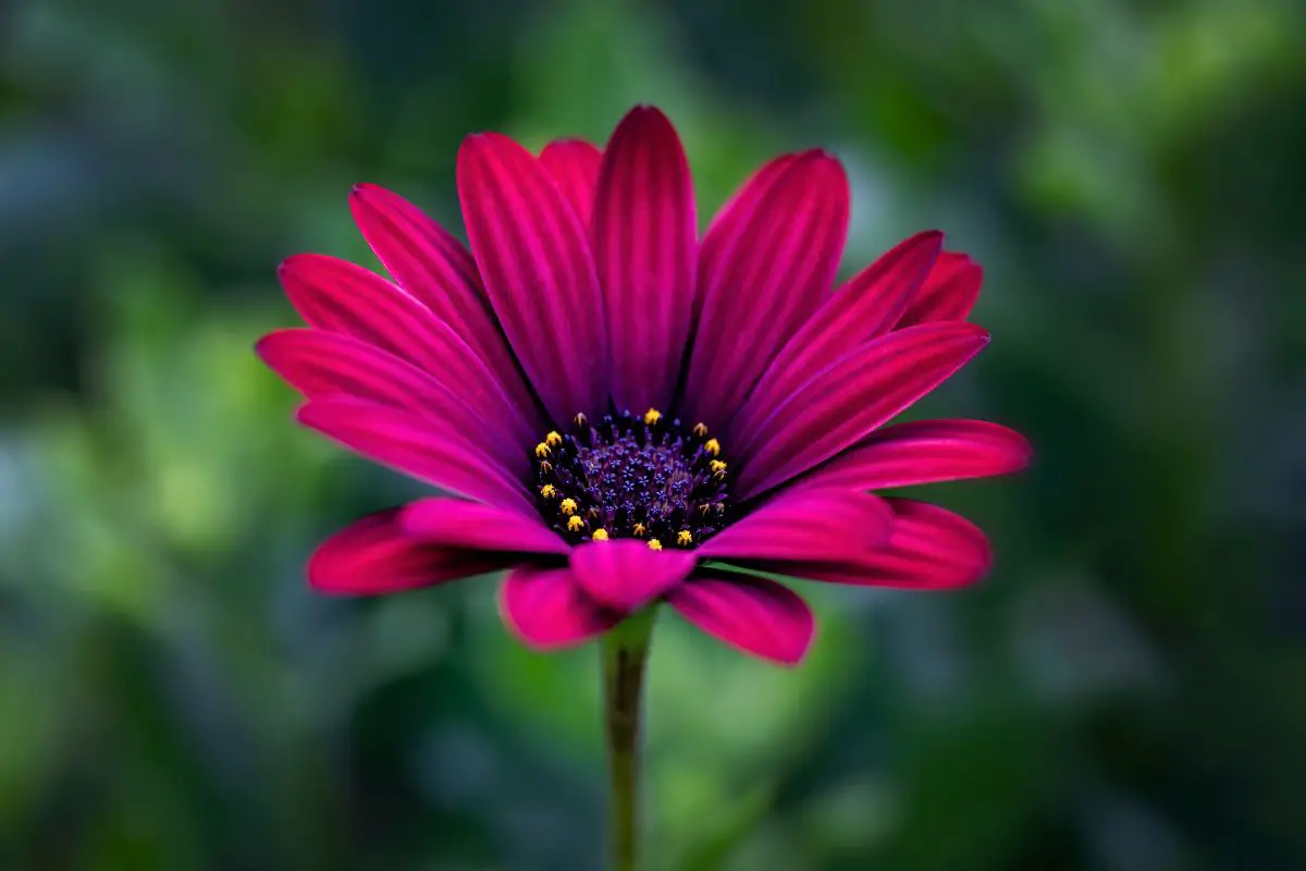 Osteospermum Plant Care: Tips For Growing Beautiful African Daisies