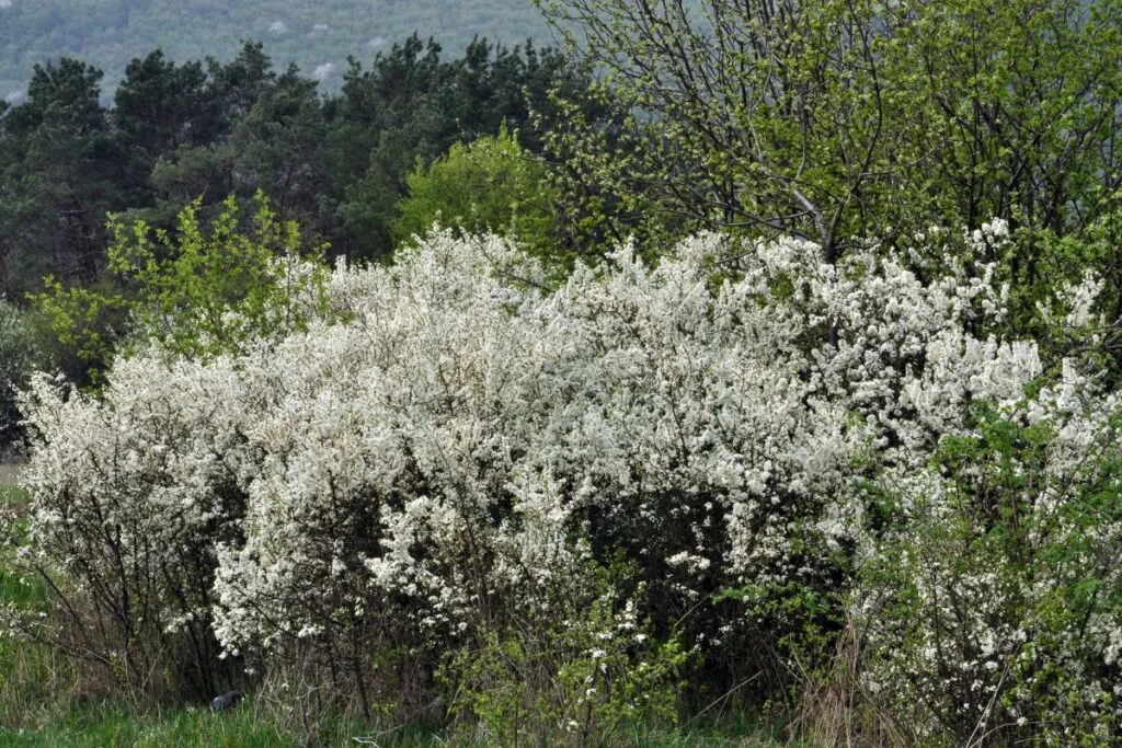 Overgrown Lilac Bushes: Step-by-Step Pruning Guide