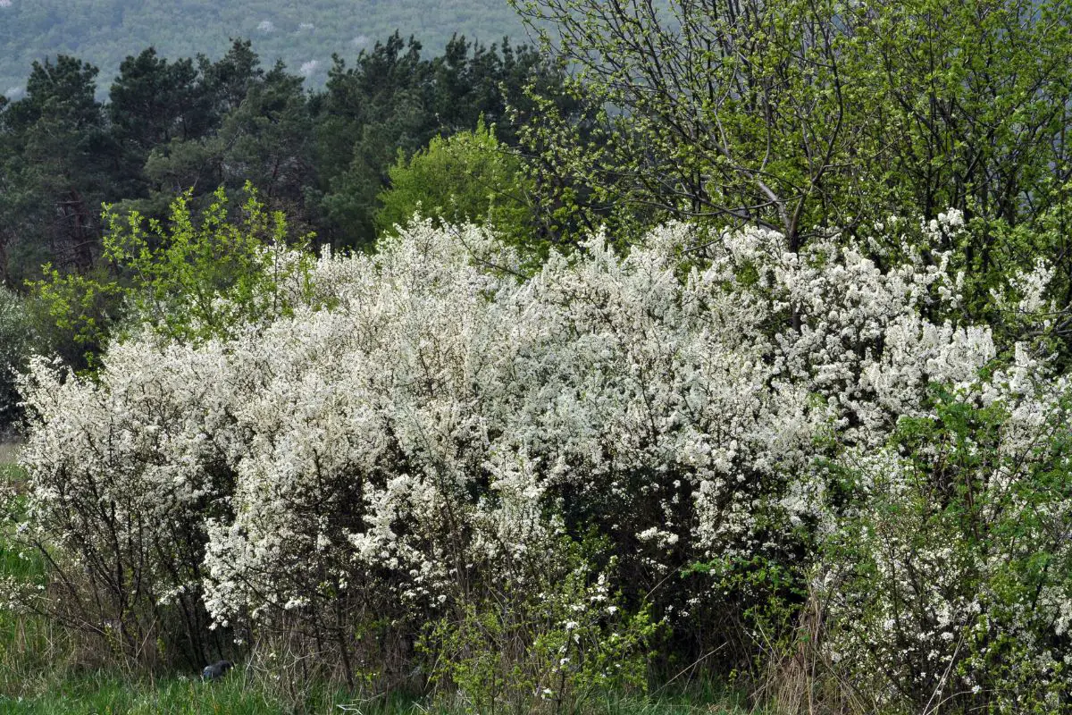 Overgrown Lilac Bushes StepbyStep Pruning Guide