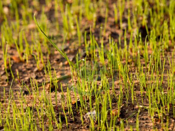 Can You Plant Grass Seed in Late Fall: Benefits & Techniques