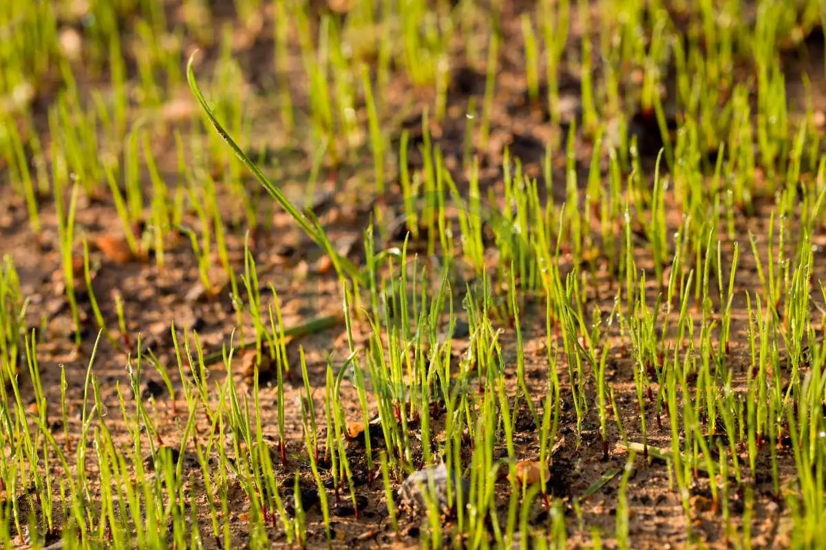 Can You Plant Grass Seed in Late Fall: Benefits & Techniques