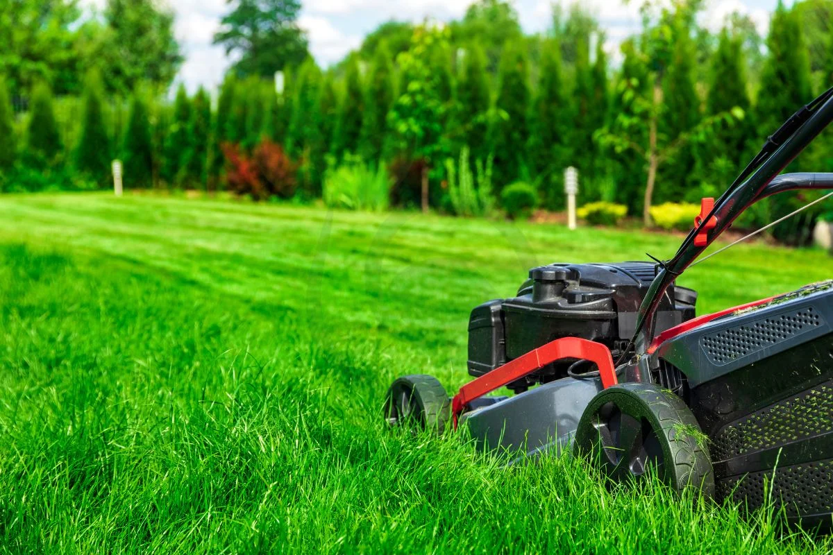 Can You Mow Over Grass Seed: Best Practices