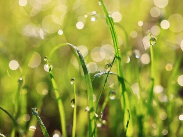 Can You Plant Grass Seed in the Rain: Maximizing Germination