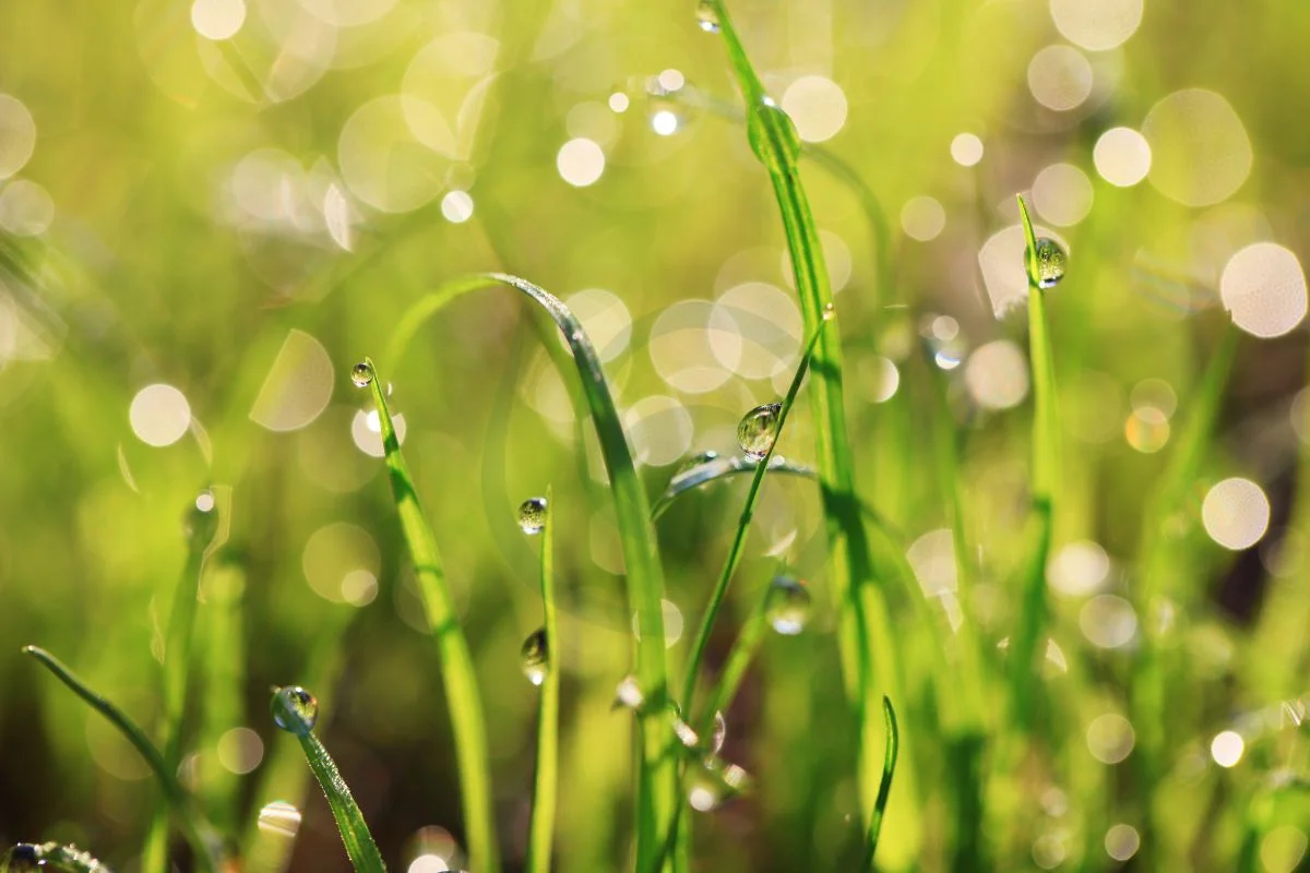 Can You Plant Grass Seed in the Rain: Maximizing Germination