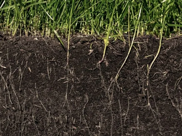 How to Plant Grass Seed on Hard Dirt: Ultimate Guide