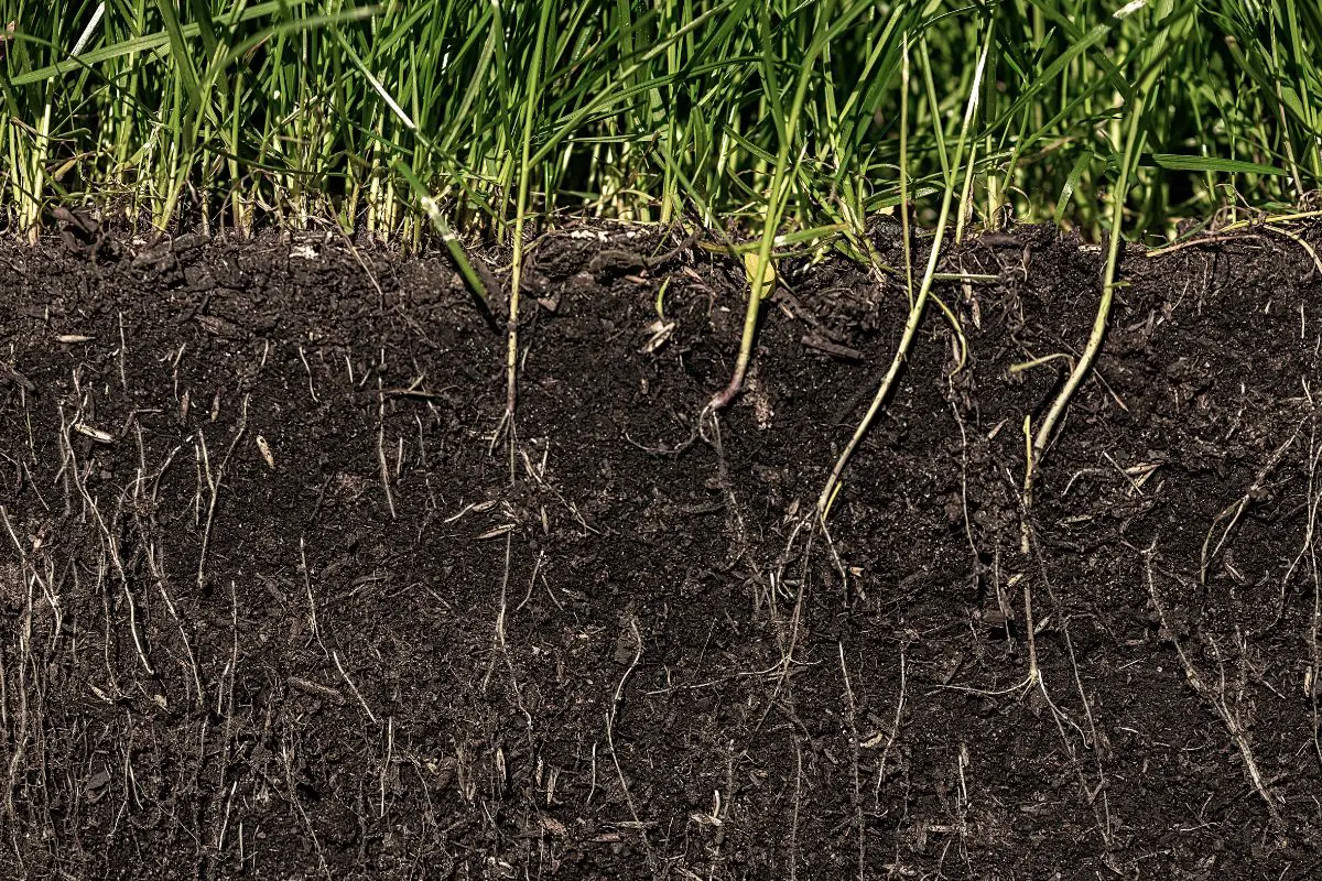 How to Plant Grass Seed on Hard Dirt: Ultimate Guide