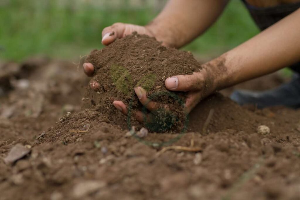 Preparing Your Soil