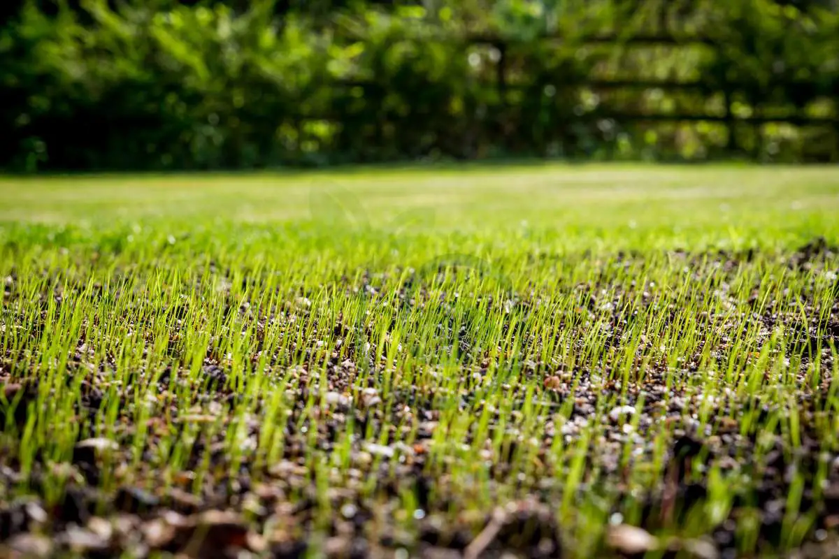 Best Time to Seed Grass in Michigan: A Complete Guide