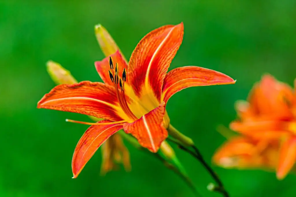 Bouquet Tiger Lilies