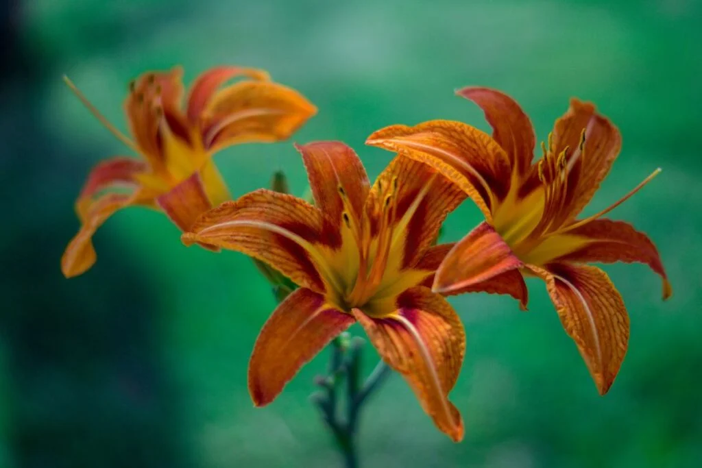 Bouquet Tiger Lilies