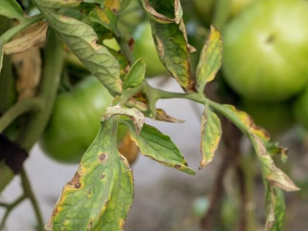 Why Are the Leaves on My Tomato Plant Turning Brown: Understanding Causes and Solutions