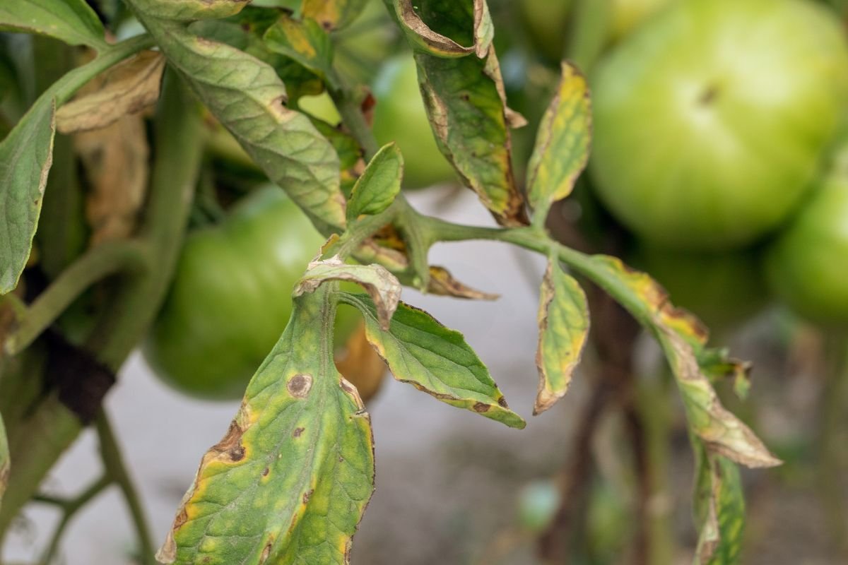 Why Are the Leaves on My Tomato Plant Turning Brown: Understanding Causes and Solutions